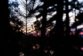 Pine Needles